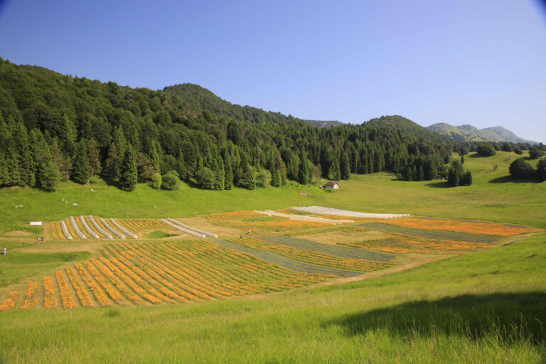 arnica coltivazione montagna piancavallo 1