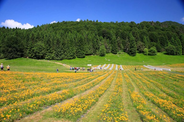 arnica montana bio 1