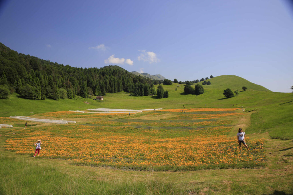 arnica montana biologica 1