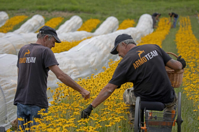 arnica raccolta piancavallo 1